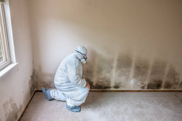 Best Emergency Mold Remediation  in Freeland, WA